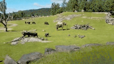 giphy-downsized-large